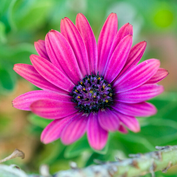 位圖植物攝影寫實花卉花朵菊花免費素材