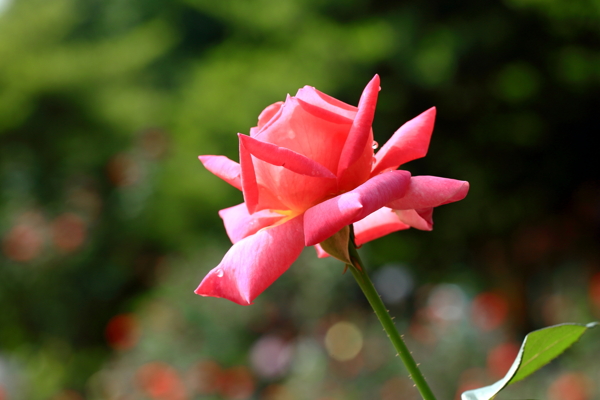 玫瑰花