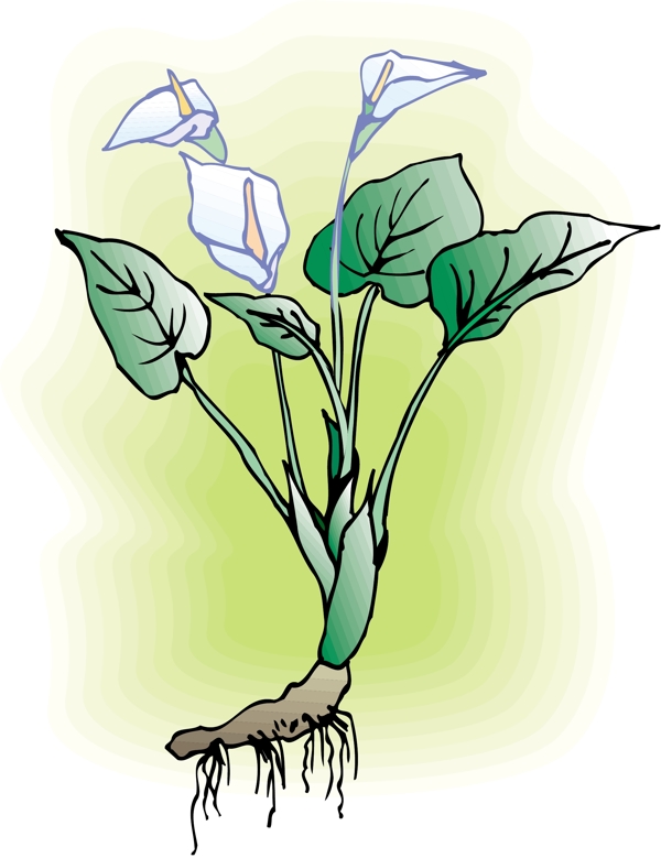 花朵花草鮮花矢量EPS格式1634