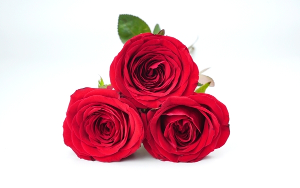 娇艳的红玫瑰特写图片