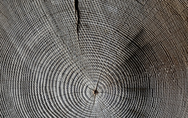 树年轮纹理图