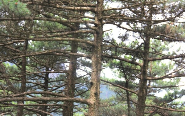 黃山圖片