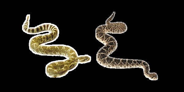 两条响尾蛇免抠png透明图层素材