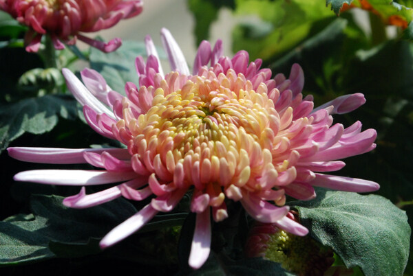 菊花圖片