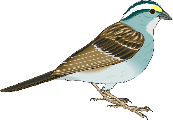 矢量逼真鳥類動物12