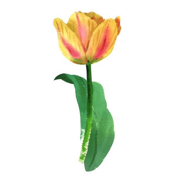 位圖植物寫意花卉花朵郁金香免費(fèi)素材