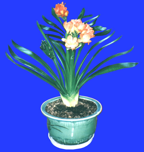 植物貼圖素材建筑裝飾JPG0067