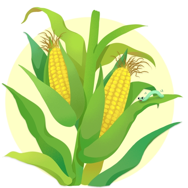 玉米庄稼农作物植物立秋秋分秋收丰收获食品