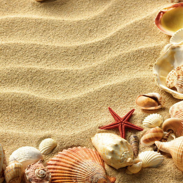 沙滩上的海螺海星图片