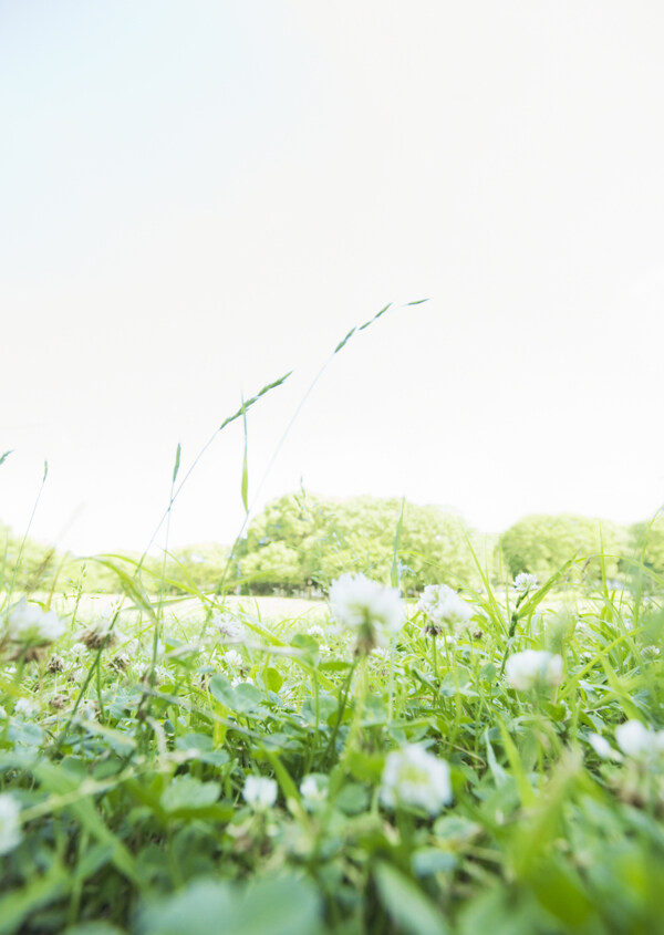 草地上的小野花图片
