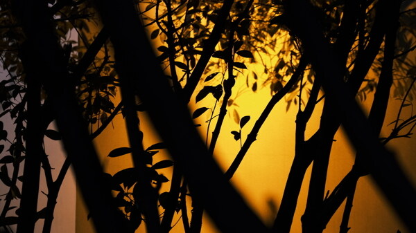 树木剪影光艺术图片