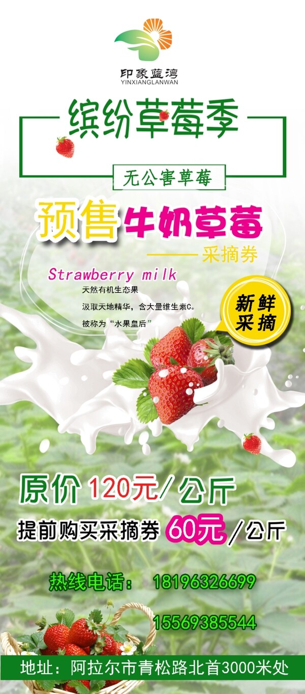 草莓采摘牛奶草莓