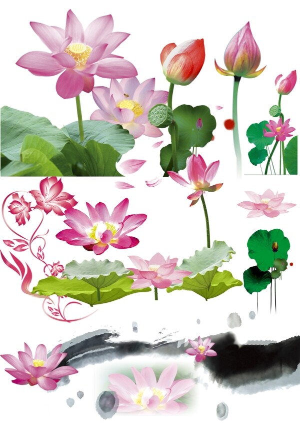 蓮花圖片