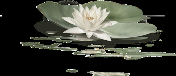 一朵漂浮的蓮花透明素材