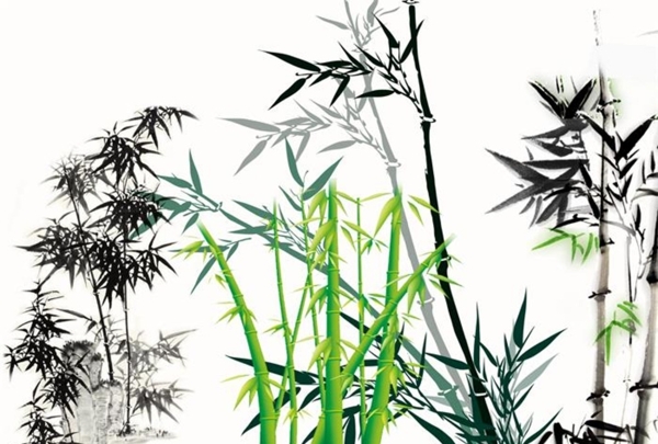 中國風(fēng)手繪竹子