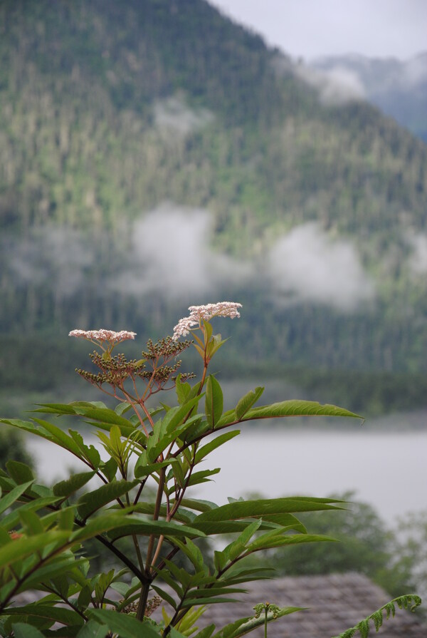 山中的植物