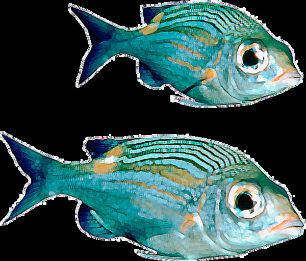 两条青蓝色观赏鱼免抠png透明素材