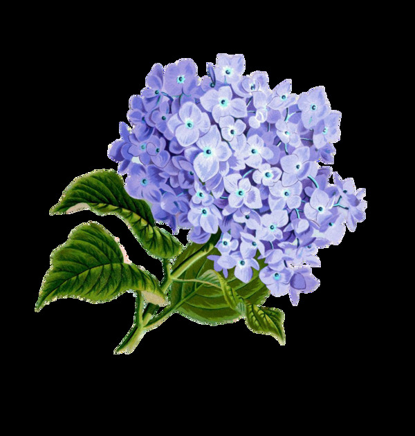 绣球花紫色花朵