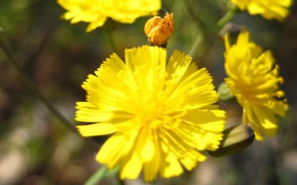 位圖植物花朵寫實(shí)花卉菊花免費(fèi)素材