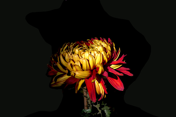 秋菊