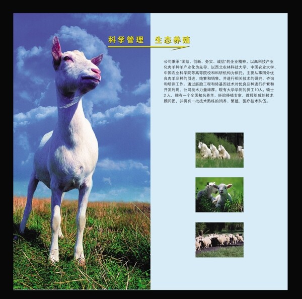 畜牧畫(huà)冊(cè)版式