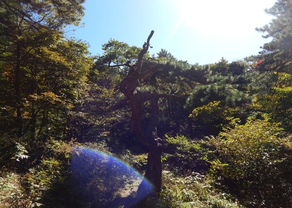 黃山風光黃山旅游黃山美景圖片