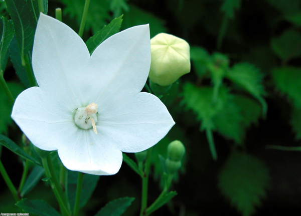 位圖植物圖案寫實(shí)花卉花朵野花免費(fèi)素材