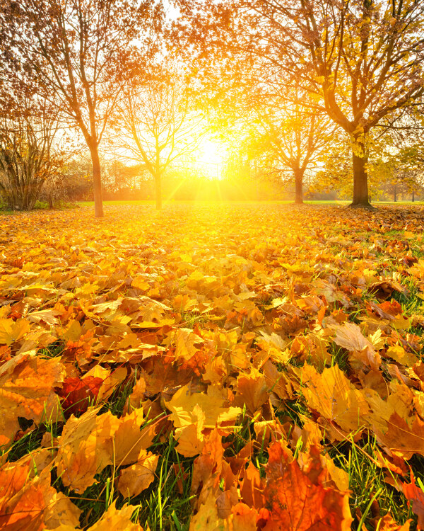 秋天树叶与夕阳美景图片