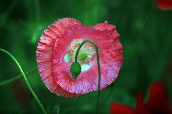 位圖植物花朵寫實(shí)花卉野花免費(fèi)素材