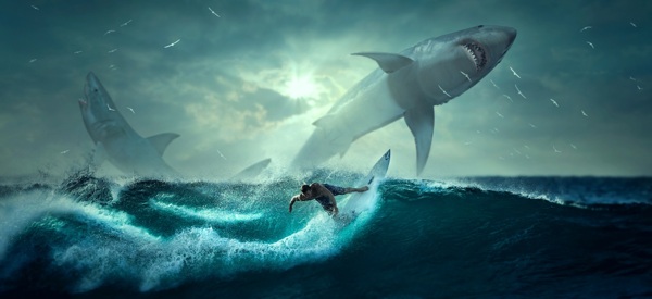 大海冲浪图片素材鲨鱼图片素材