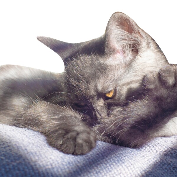 灰色小猫宠物元素