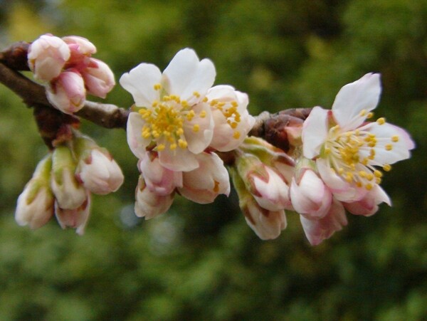 櫻桃花圖片