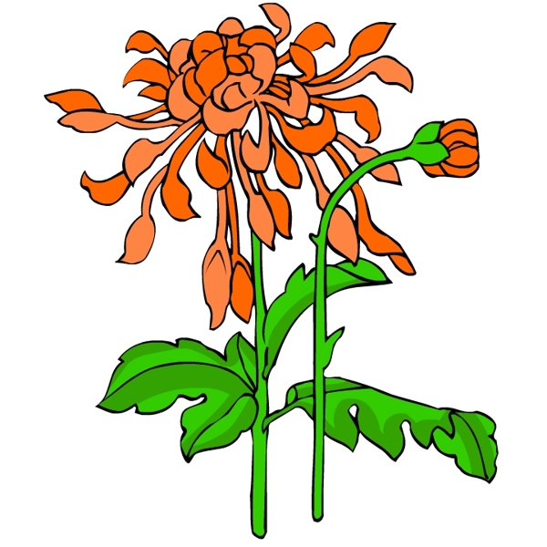 花卉古典插畫