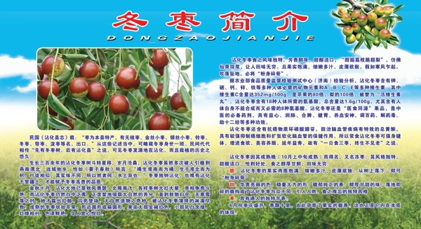 冬棗簡介圖片