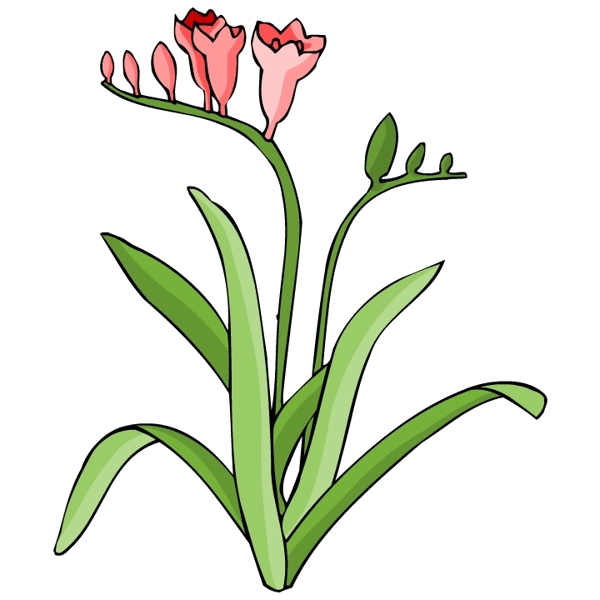 花卉古典插畫