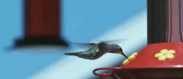 蜂鸟吮吸2高清实拍视频素材