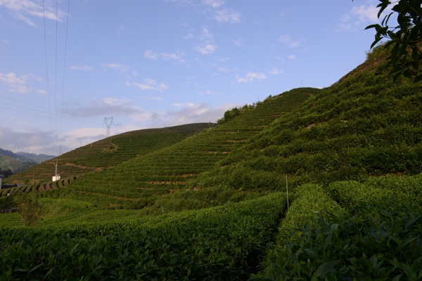 綠色茶園圖片