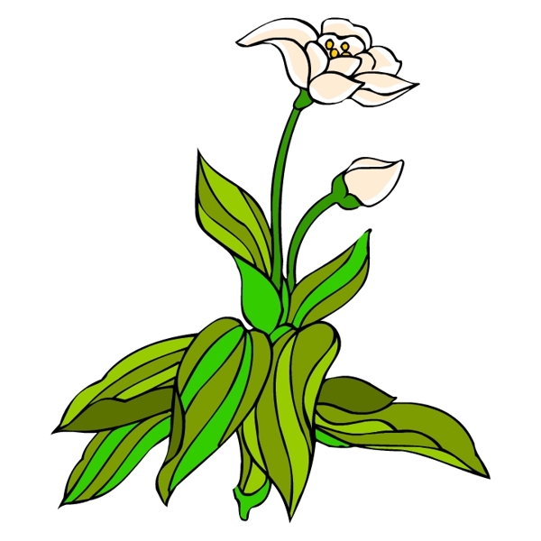 花卉古典插畫