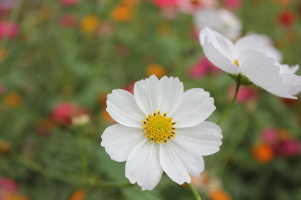 白花圖片