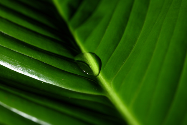 綠葉