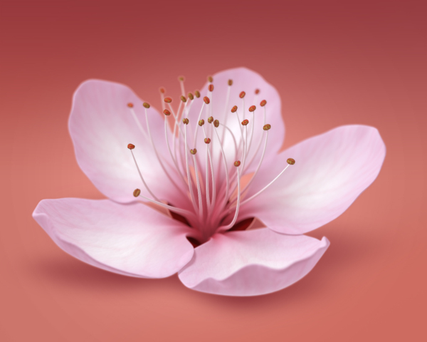 桃花圖片