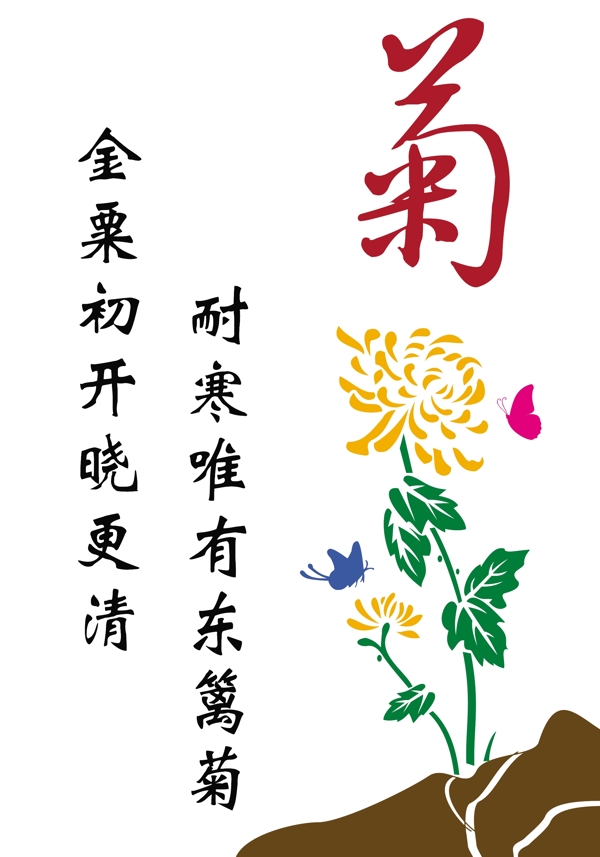 菊花圖片
