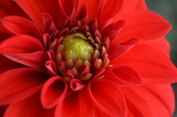 花蕊