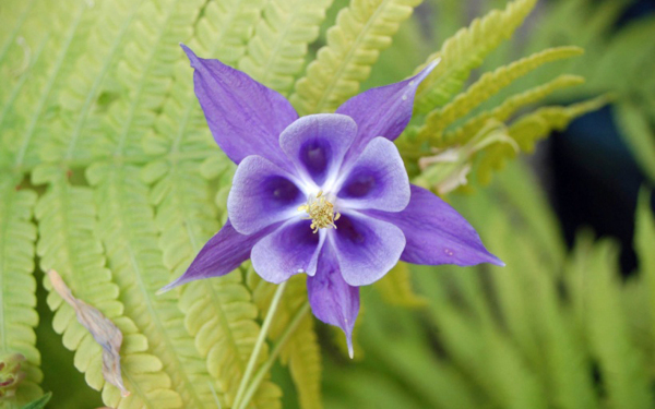 位圖植物花朵寫實(shí)花卉野花免費(fèi)素材