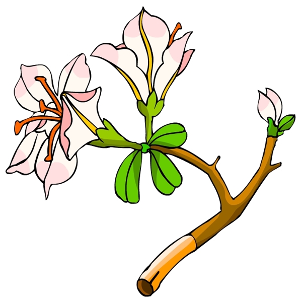 花卉古典插畫