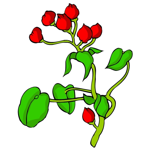 花卉古典插畫