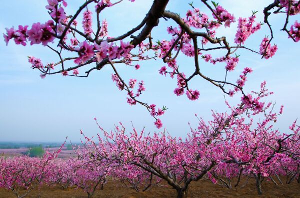 桃花圖片