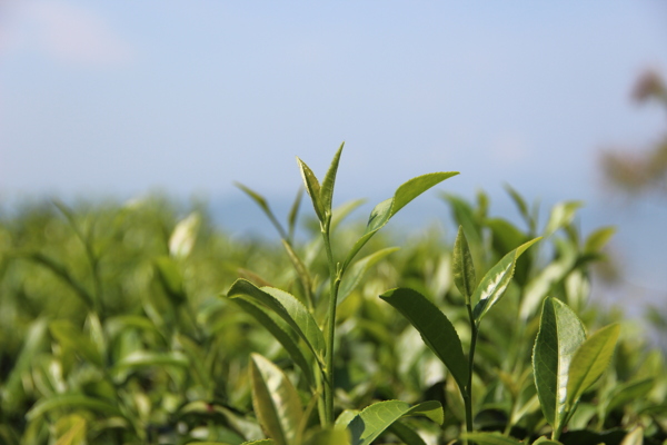 茶苗