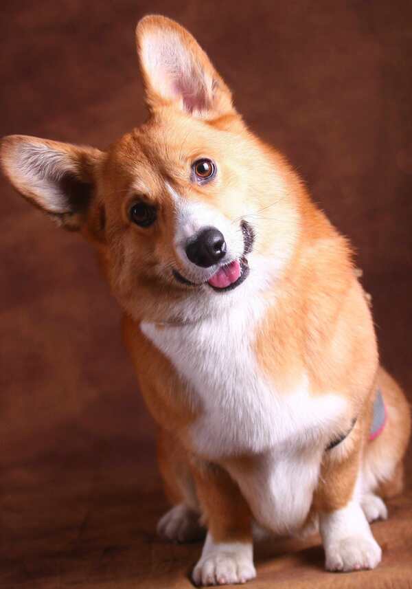 柯基犬圖片