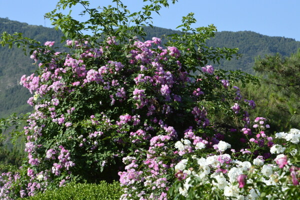 月季花